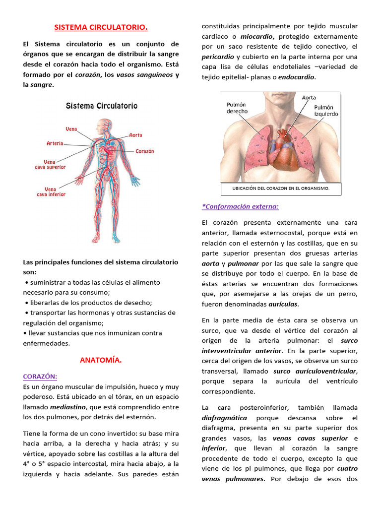 Sistema Circulatorio Pdf Pdf Corazón Sistema Circulatorio