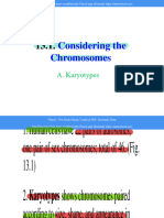 Considering The Chromosomes: A. Karyotypes