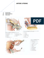 ARTERE-UTERINE-FINAL