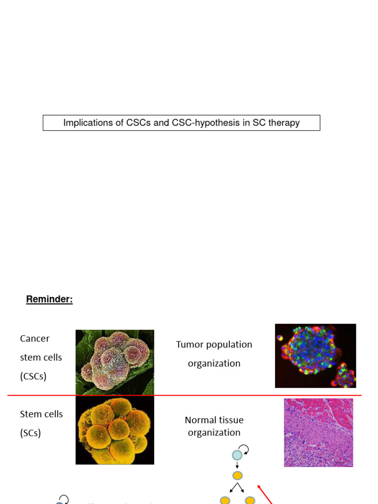 2-SC-therapy and iPS Cells | PDF | Virus | Cell Potency