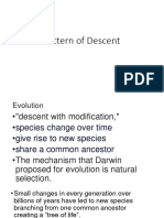 Pattern of Descent