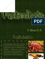 Pediculus