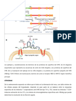 Los Epítopos y Caracterizaciones de Dominios de Las Proteínas de Superficie Del VHB