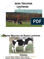 Razas Vacunas Lecheras