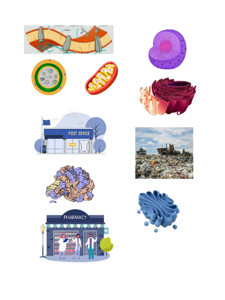 cell-city-pdf-pdf