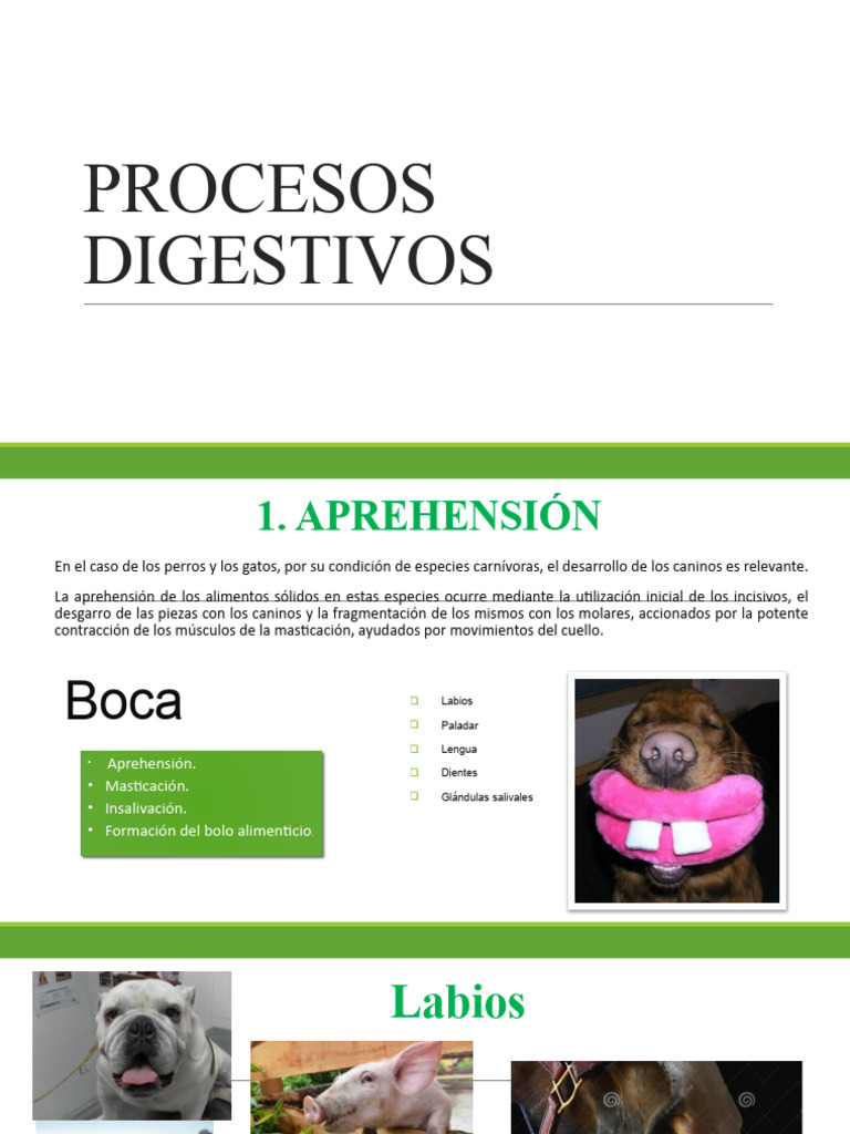 Proceso Digestivo Pdf Digestión Estómago