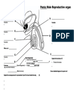 1.1 One Pager Male Reproductive System-1