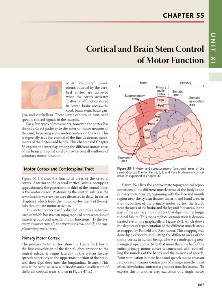Guyton And Hall Textbook Of Medical Physiology Pdfdrive Exported