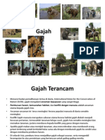 Bio Gajah Translate