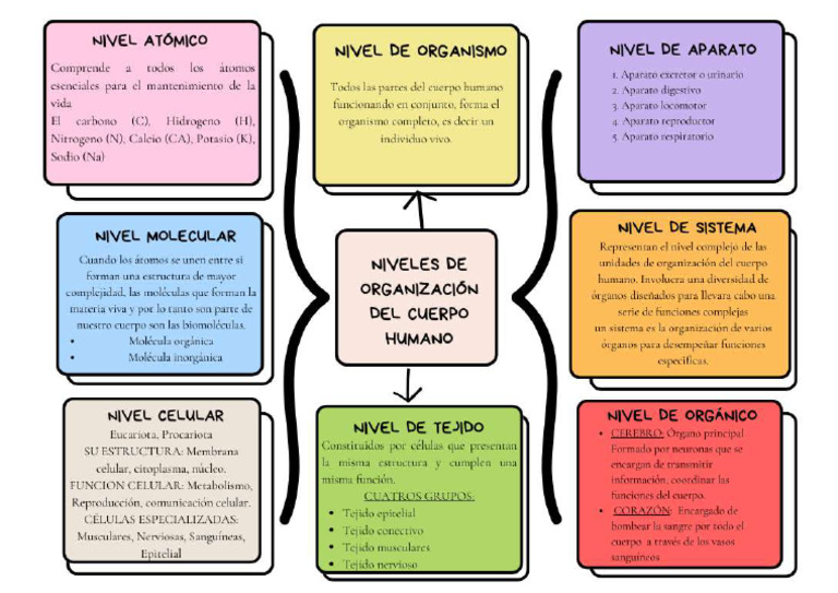 niveles-de-organizacion-del-cuerpo-humano-anatomia-pdf
