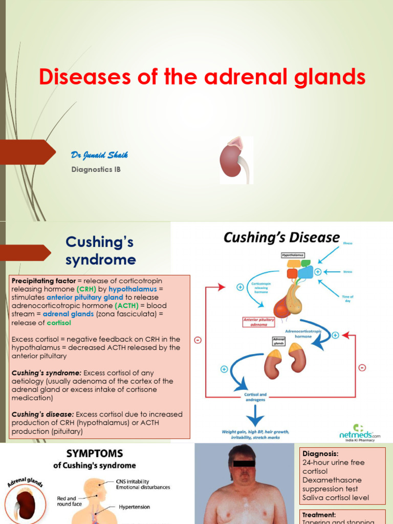 Diseases of The Adrenal Glands | Download Free PDF | Adrenal Gland ...