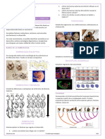 Embriología y Genética U1