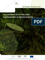 Gli-antichi-ulivi-italiani-patrimonio-di-biodiversità