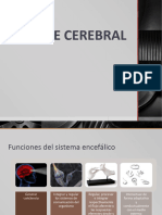 Muerte Cerebral 1