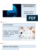 PPT S6 CORTEZA CEREBRAL