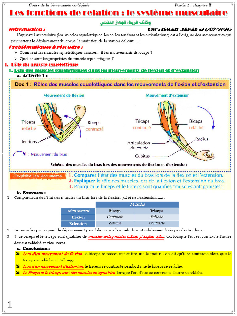 Muscles qui font bouger le bras, image size:768x1024