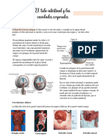 El Tubo Intesinal y Cavidades Corporales
