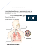 Sistema Respiratorio