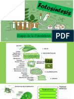 4-Fotosíntesis-Etapas