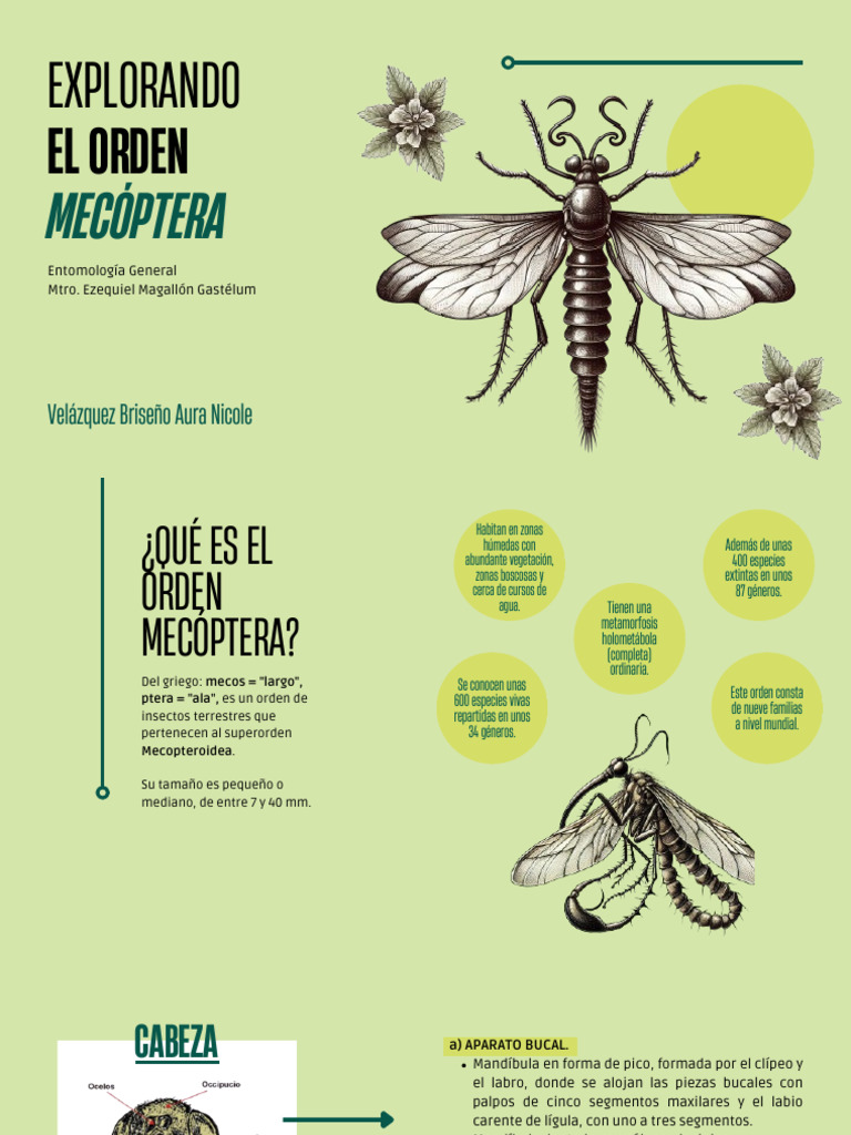 Orden Mecóptera | PDF | Hexapoda | Artrópodos