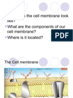 Cell Transport