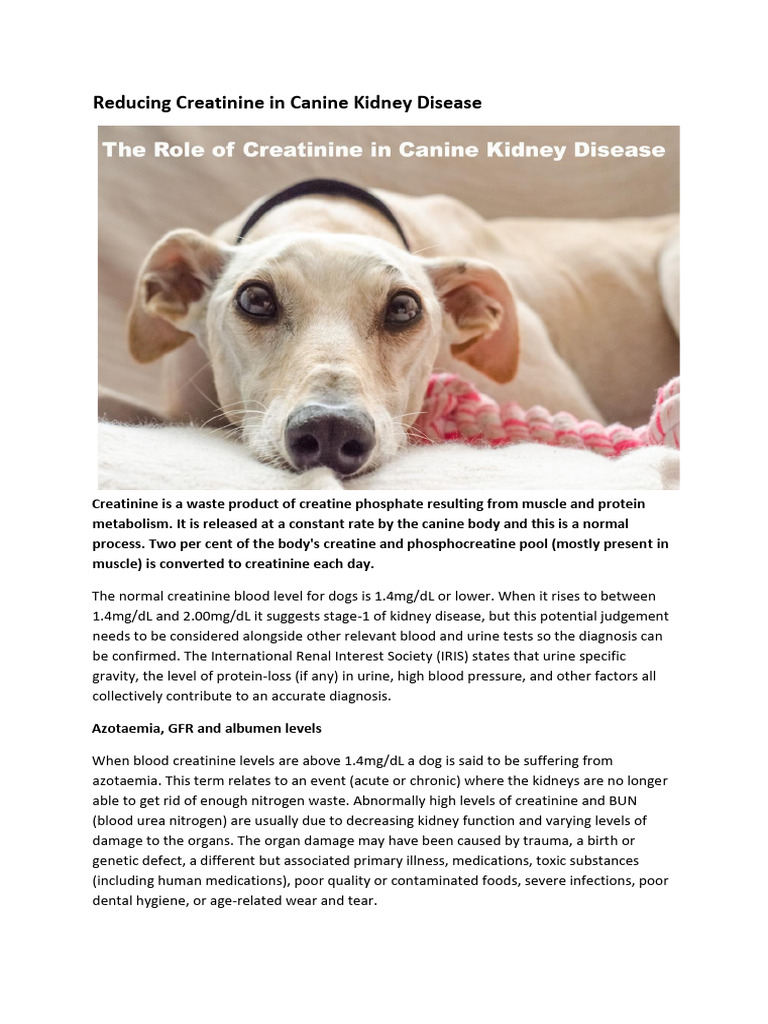 View of Reducing Creatinine in Canine Kidney Disease | PDF | Creatinine ...