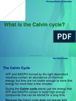 Calvin-Cycle