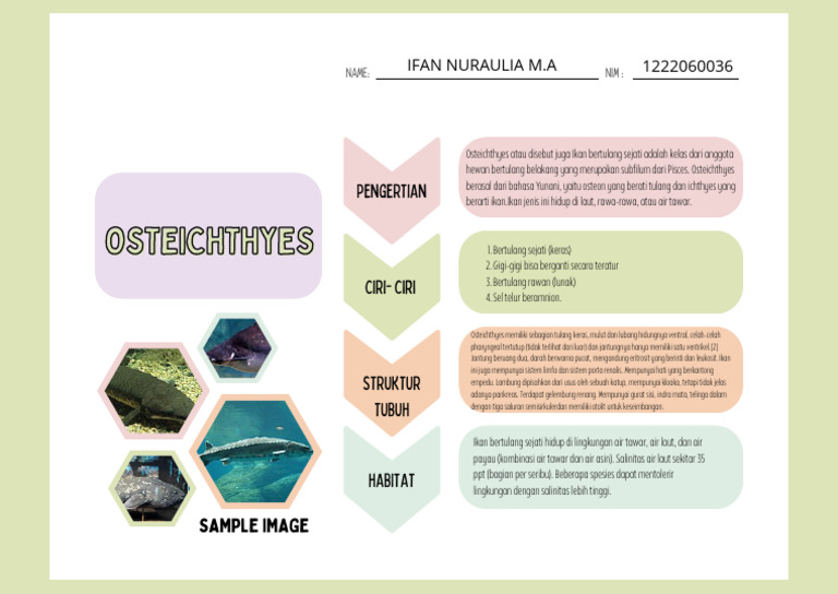 Graphic organizer Earth Science Sedimentary Rocks Mind Map PDF