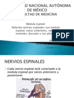 nervios_espinales