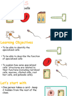 7B1 Cells - L2 Specialised Cells