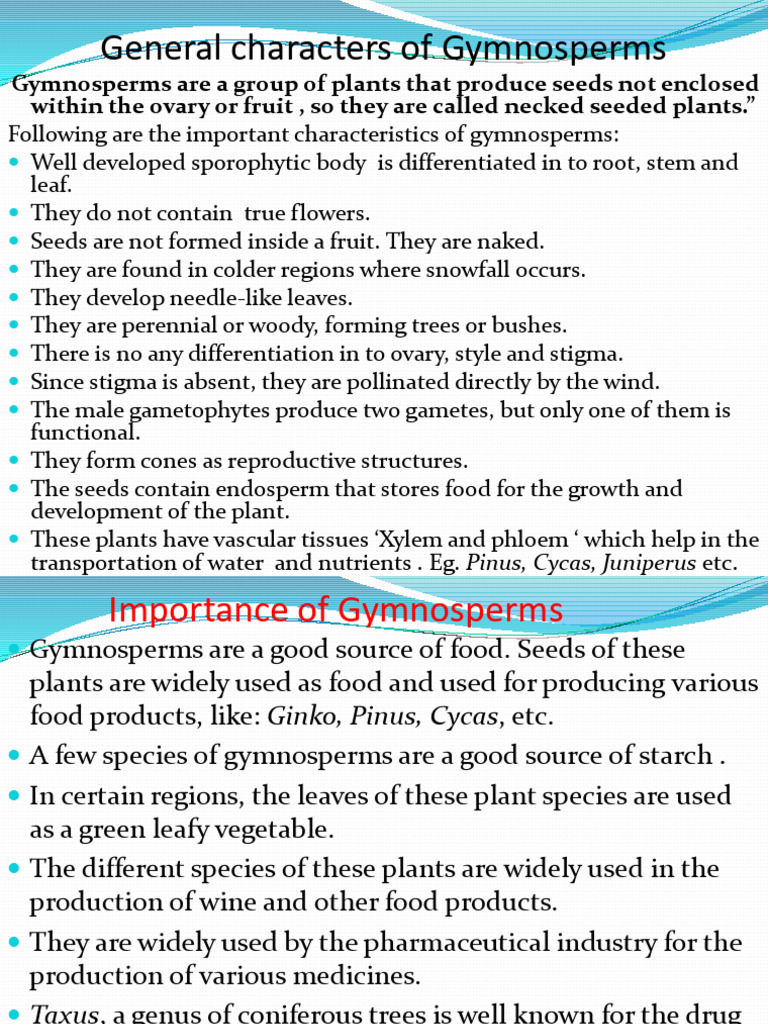 Gymnosperms Pinus | PDF | Seed | Pine