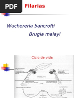 Download 11vaclase-wuchereria by api-26672809 SN7248698 doc pdf