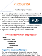 SPIROGYRA