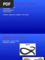 Zoologia Anelídeos