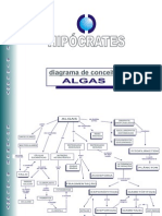 Diagrama de Conceitos_Algas Protista