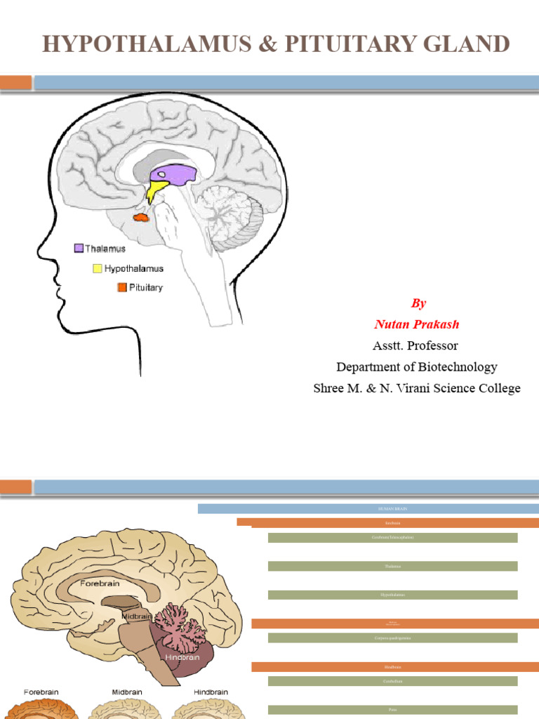 Unit2-Hypothalamus and Pituitary | PDF | Luteinizing Hormone | Thyroid ...