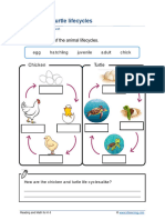 Grade 3 Lifecycles A