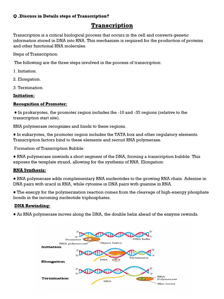 Physio Protein Synthesis | PDF | Translation (Biology) | Rna