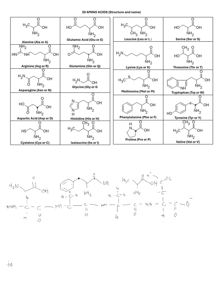 20 Amino Acids | Download Free PDF | Amino Acid | Functional Group