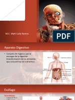 Anatomía Del Aparato Digestivo