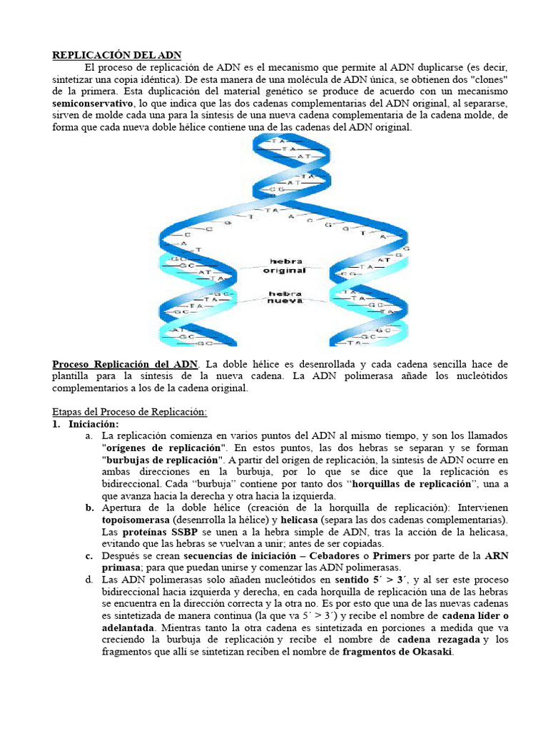 Proceso de Replicación del ADN | PDF | Replicación De Adn | Adn