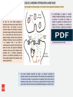 Tema 3 Infografía Neurofisiología de La Memoria