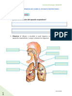 Ficha N°01 El Sistema Respiratorio 05-04-22