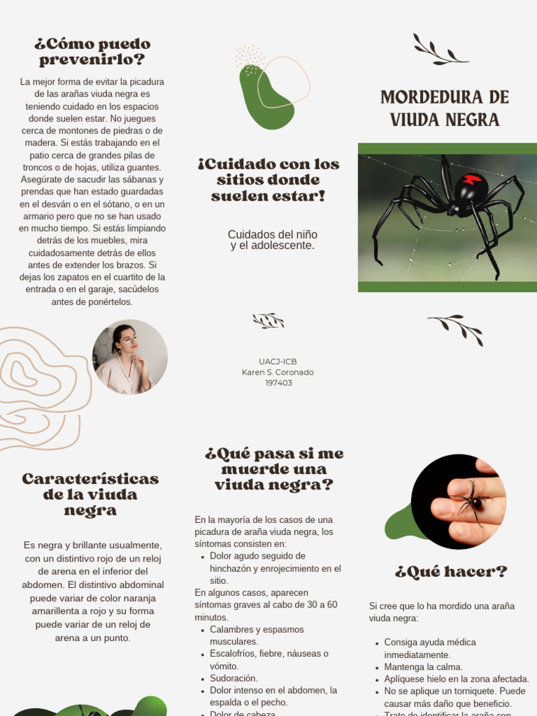 Picadura de Araña Viuda Negra: Síntomas y Prevención | PDF ...