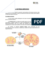 Histología Del Sistema Nervioso - U2 - Parte 4