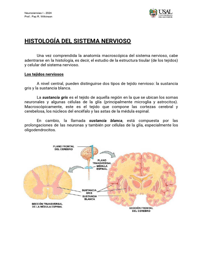 Histología Del Sistema Nervioso - U2 - Parte 4 | PDF | Neurona ...