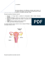 Sistema-Reproductor-Masculino-y-Femenino-para-Quinto-Grado-de-Primaria