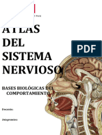 Atlas Del Sistema Nervioso11