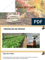 Aula de Café Produção de Mudas