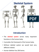 Human Skeletal System